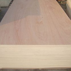 Beech wood plywood